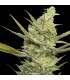 Gipsy Haze 3+1 u. fem. Eva Seeds
