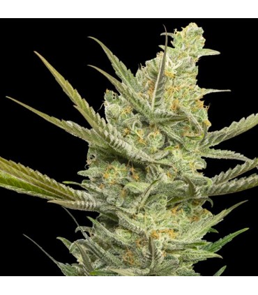 Gipsy Haze 3+1 u. fem. Eva Seeds