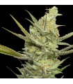 Gipsy Haze 3+1 u. fem. Eva Seeds