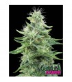 Gorilla Candy 3+1 u. fem. Eva Seeds