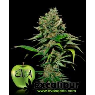 Excalibur 3+1 u. fem. Eva Seeds