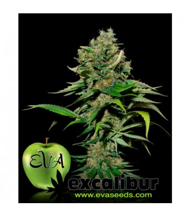 Excalibur 3+1 u. fem. Eva Seeds