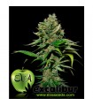 Excalibur 3+1 u. fem. Eva Seeds