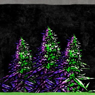 Zombie Kush x Purple Punch 3 u. fem. Ed. Lim. Ripper Seeds