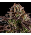 K-Mintz fem. Ripper Seeds