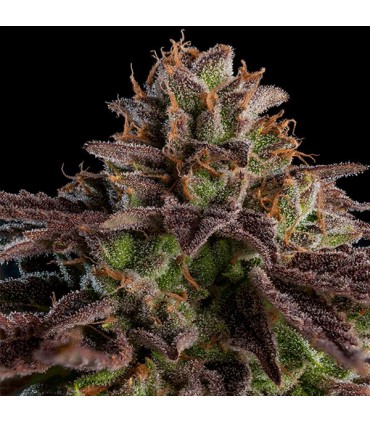 K-Mintz  5 u. fem. Ripper Seeds