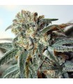 Zombie Kush 1 un. fem Ripper Seeds