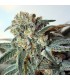 Zombie Kush 3 u. fem. Ripper Seeds