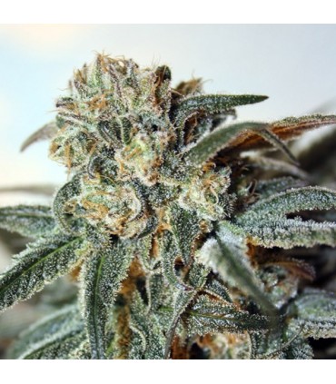 Zombie Kush 3 u. fem. Ripper Seeds