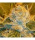 Sour Ripper fem. Ripper Seeds