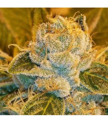 Sour Ripper fem. Ripper Seeds