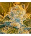 Sour Ripper fem. Ripper Seeds