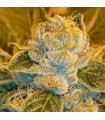 Sour Ripper 3 u. fem. Ripper Seeds