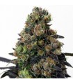 Acid Dough fem Ripper Seeds