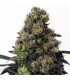 Acid Dough 5 u. fem. Ripper Seeds