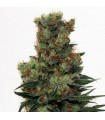 Ripper Badazz fem. Ripper Seeds