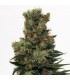 Ripper Badazz 3 u. fem. Ripper Seeds
