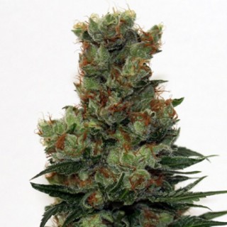Ripper Badazz 3 u. fem. Ripper Seeds