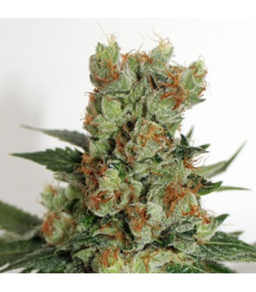 Fuel OG fem. Ripper Seeds