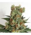 Fuel OG fem. Ripper Seeds