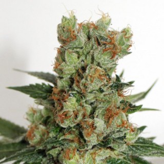 Fuel OG 3 u. fem. Ripper Seeds
