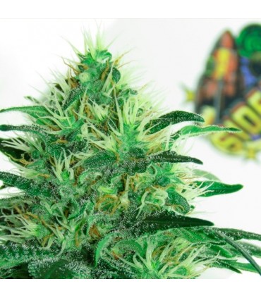 Sideral 5 u. fem. Ripper Seeds