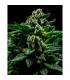 DO-G fem. Ripper Seeds