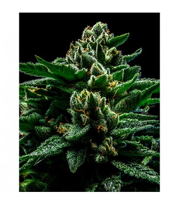 DO-G fem. Ripper Seeds