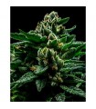 DO-G fem. Ripper Seeds