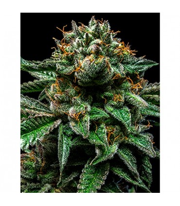 Chempie fem. Ripper Seeds