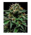 Chempie fem. Ripper Seeds