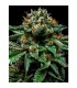 Chempie 5 u. fem. Ripper Seeds
