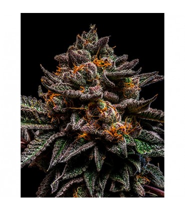 Brain Cake fem. Ripper Seeds