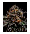 Brain Cake fem. Ripper Seeds