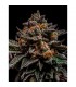 Brain Cake 5 u. fem. Ripper Seeds