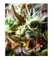 Lemon Ice 2.0 3 u. fem. Ripper Seeds