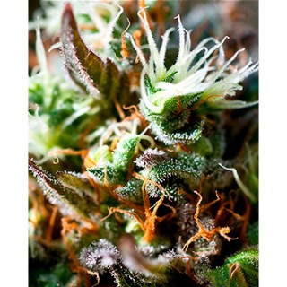 Lemon Ice 2.0 5 u. fem. Ripper Seeds