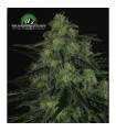 Black Valley fem. Ripper Seeds