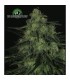 Black Valley 5 u. fem. Ripper Seeds