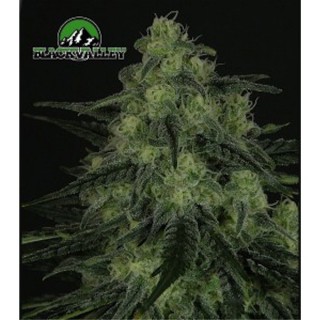 Black Valley 5 u. fem. Ripper Seeds