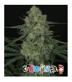 Criminal fem. Ripper Seeds