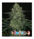 Criminal  5 u. fem. Ripper Seeds
