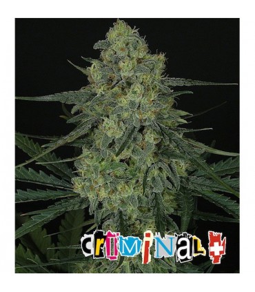 Criminal  5 u. fem. Ripper Seeds