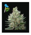 Ripper Haze fem. Ripper Seeds