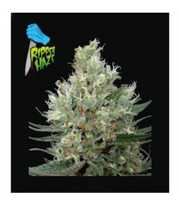 Ripper Haze 5 u. fem. Ripper Seeds