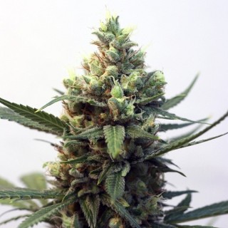 Toxic fem. Ripper Seeds