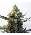 Toxic 3 u. fem. Ripper Seeds