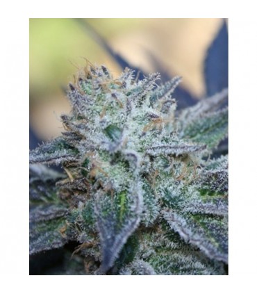 Washing Machine 5 u. fem. Ripper Seeds