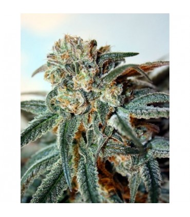 Zombie Kush 5 u. fem. Ripper Seeds