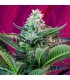 Auto Mohan Ram   25 u. fem. Sweet Seeds